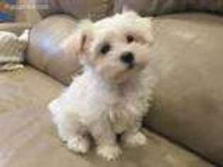 Maltese Puppy for sale in Imperial, MO, USA