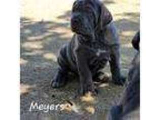 Neapolitan Mastiff Puppy for sale in Rosamond, CA, USA