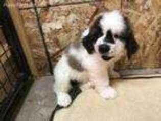 Saint Bernard Puppy for sale in Delphi, IN, USA