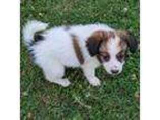 Papillon Puppy for sale in Williamsport, PA, USA