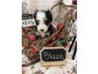 Mutt Puppy for sale in Millsap, TX, USA