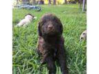 Goldendoodle Puppy for sale in Terry, MS, USA