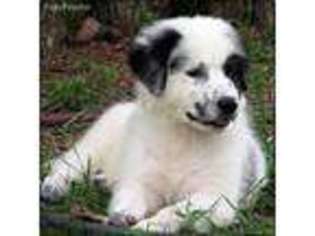 Great Pyrenees Puppy for sale in Richland, MO, USA