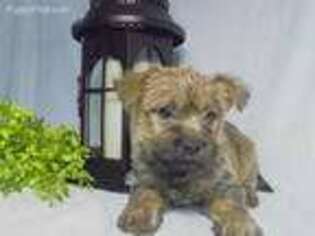 Cairn Terrier Puppy for sale in Millersburg, OH, USA