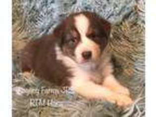 Australian Shepherd Puppy for sale in Shelby, AL, USA