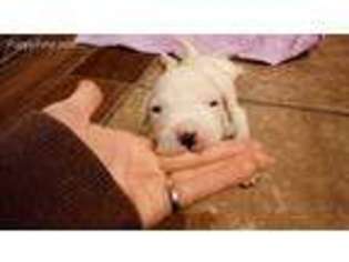 Dogo Argentino Puppy for sale in Lucerne Valley, CA, USA