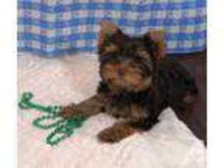 Yorkshire Terrier Puppy for sale in GILMER, TX, USA