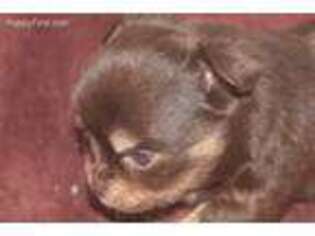 Chihuahua Puppy for sale in Texarkana, TX, USA