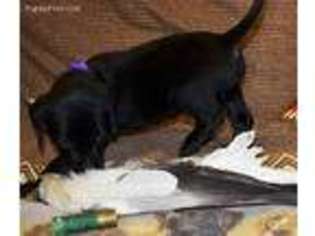 Labrador Retriever Puppy for sale in Surprise, AZ, USA