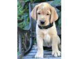 Labrador Retriever Puppy for sale in Golden, CO, USA