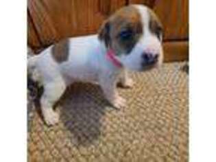Jack Russell Terrier Puppy for sale in Yelm, WA, USA