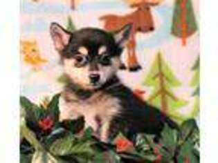 Alaskan Klee Kai Puppy for sale in Moffat, CO, USA