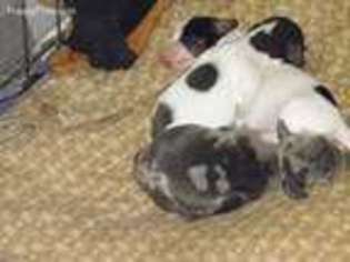 Dachshund Puppy for sale in Pearl River, LA, USA