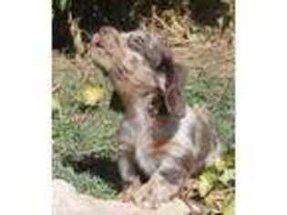 Dachshund Puppy for sale in Ogden, UT, USA