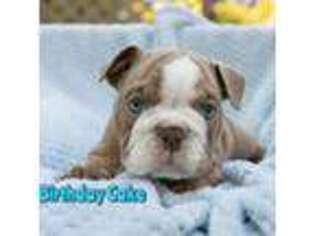 Bulldog Puppy for sale in Hopatcong, NJ, USA