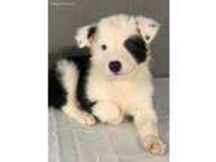 Border Collie Puppy for sale in Trenton, FL, USA