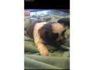 Mutt Puppy for sale in Schwenksville, PA, USA