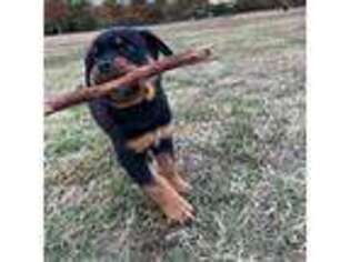 Rottweiler Puppy for sale in Mount Prospect, IL, USA