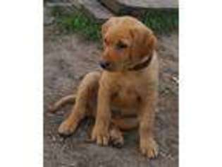 Labrador Retriever Puppy for sale in Foreston, MN, USA