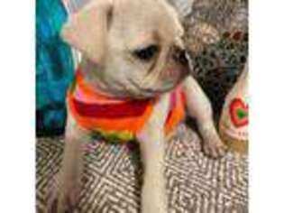 Pug Puppy for sale in Webb City, MO, USA