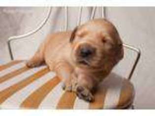 Golden Retriever Puppy for sale in Mankato, MN, USA