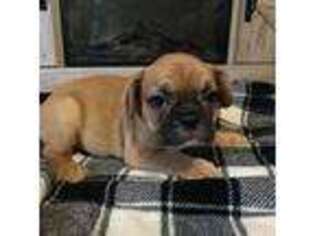 French Bulldog Puppy for sale in Westernport, MD, USA