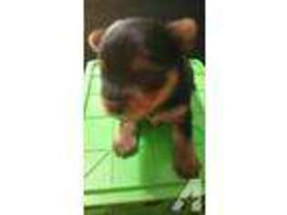 Yorkshire Terrier Puppy for sale in LABELLE, FL, USA