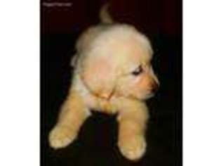 Golden Retriever Puppy for sale in Spring Arbor, MI, USA