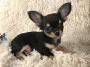 Chihuahua Puppy for sale in Apex, NC, USA