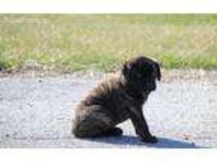Mastiff Puppy for sale in Centerville, IA, USA