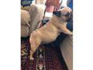 French Bulldog Puppy for sale in Vineland, NJ, USA