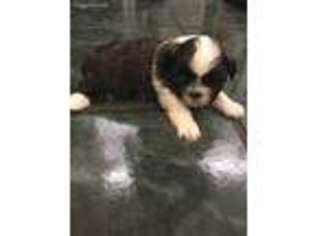 Mutt Puppy for sale in Radcliff, KY, USA