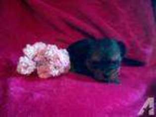 Yorkshire Terrier Puppy for sale in CONROE, TX, USA