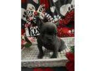 French Bulldog Puppy for sale in Kokomo, IN, USA