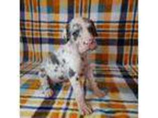 Great Dane Puppy for sale in Denison, TX, USA