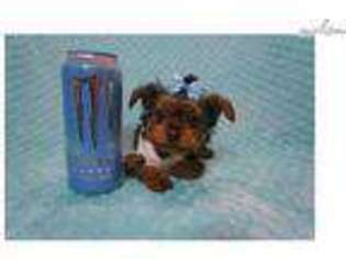 Small Yorkshire Terrier