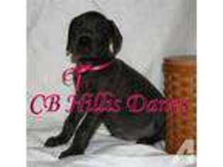 Great Dane Puppy for sale in BALTIMORE, OH, USA