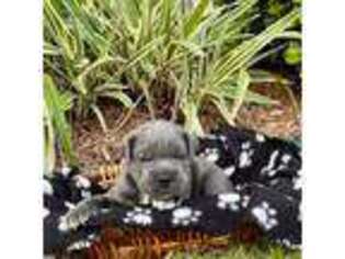 Cane Corso Puppy for sale in Arnaudville, LA, USA