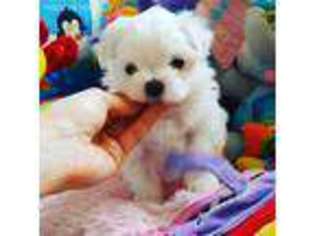 Maltese Puppy for sale in West Sacramento, CA, USA