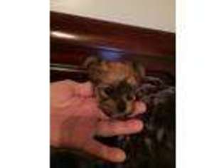 Yorkshire Terrier Puppy for sale in New Bern, NC, USA