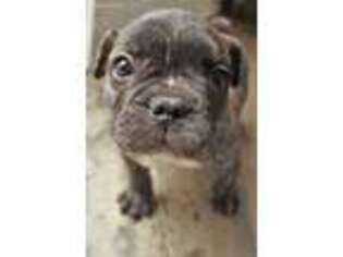 French Bulldog Puppy for sale in Loretto, MN, USA