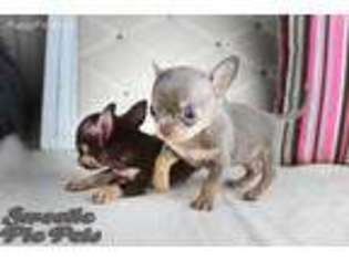 Chihuahua Puppy for sale in Corona, CA, USA