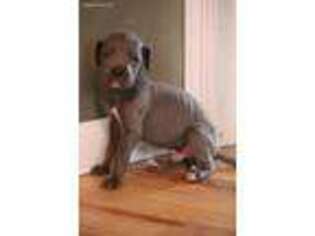 Great Dane Puppy for sale in Winifrede, WV, USA
