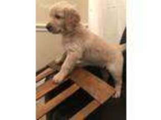 Golden Retriever Puppy for sale in Arlington, TX, USA