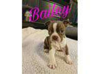 Boston Terrier Puppy for sale in La Grange, IL, USA