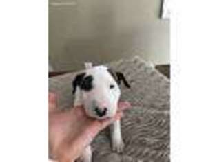 Bull Terrier Puppy for sale in Danville, KY, USA