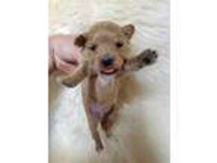 Mutt Puppy for sale in Deming, WA, USA