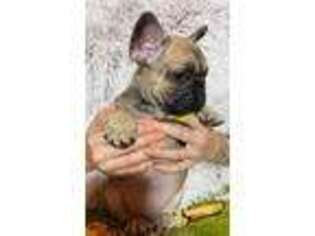 French Bulldog Puppy for sale in New Windsor, NY, USA