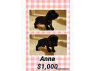 Cocker Spaniel Puppy for sale in Raymond, NH, USA