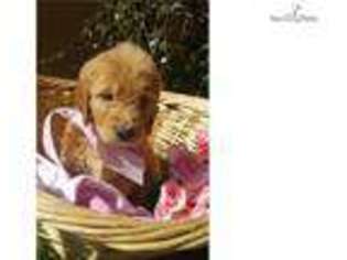 Goldendoodle Puppy for sale in Shreveport, LA, USA